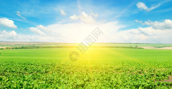 绿色的甜菜田和日出在地平线上宽广的照片背景图片