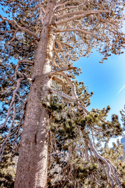 Yousemit公园的松树红木图片