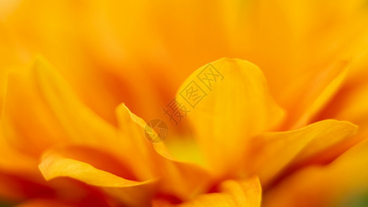 橙黄色花图片