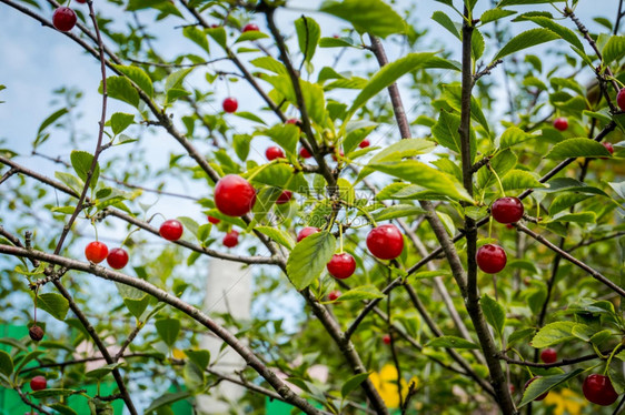 花园树枝上的红樱桃莓熟图片