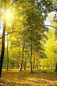 美丽的秋天公园阳光明媚的天气下黄树图片