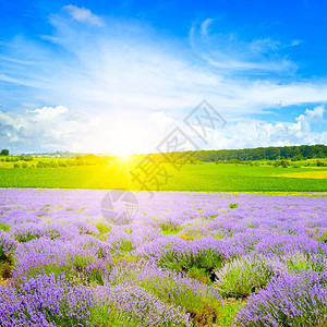开花的紫衣草田明亮的日出摩洛多瓦的农庄种植园图片