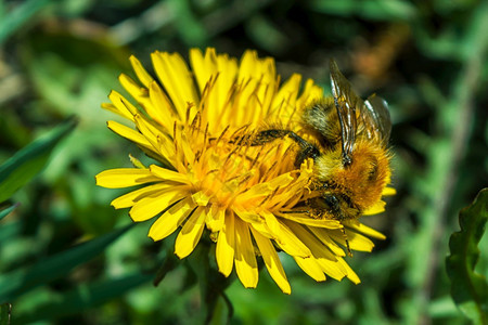 蜂蜜从黄花朵中收集粉和蜜拯救蜂和花的生态问题概念图片