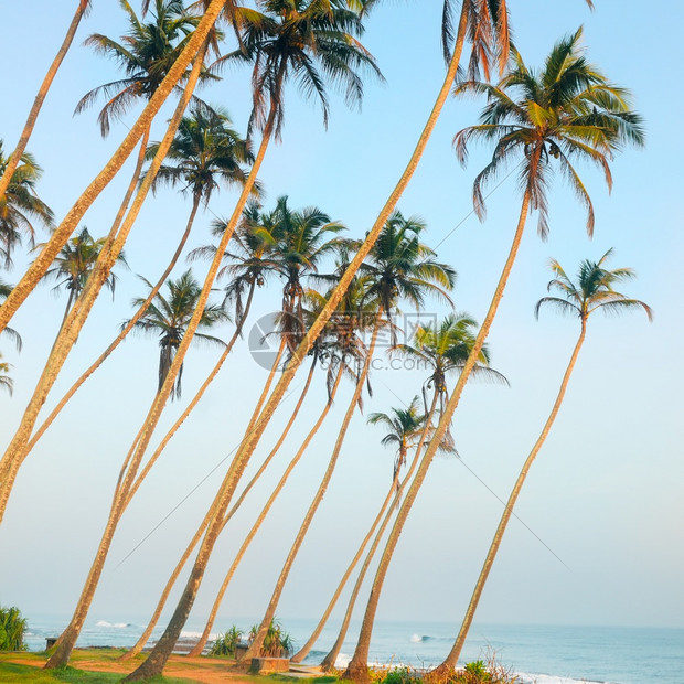 早晨在海边椰子树太阳的晨光下图片