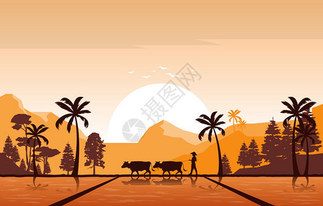 以亚洲稻田种植场农业插图显示的黄金日出图片