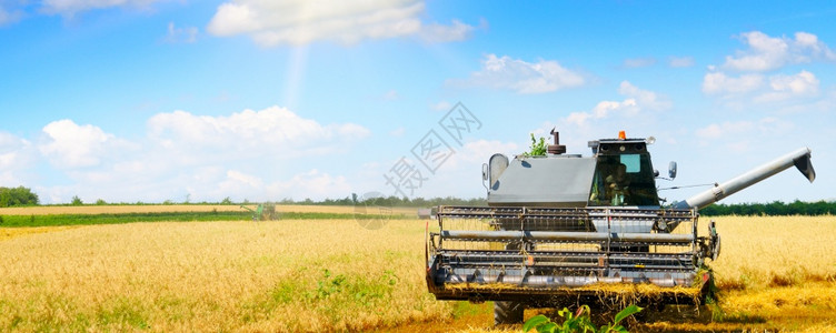 收割机黄金成熟的小麦田农业广博照片图片
