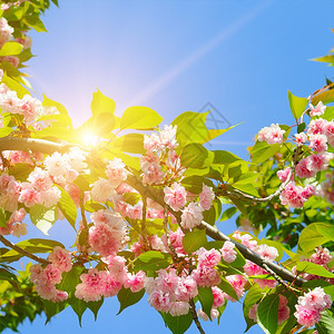 春花美丽的盛开树樱花枝和太阳图片