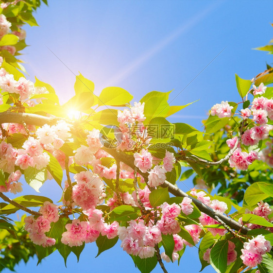 春花美丽的盛开树樱花枝和太阳图片
