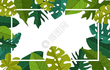 绿色热带植物夏季叶边框背景图片