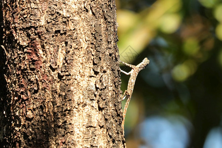 印度飞行蜥蜴Dracodusmier粘膜野生动物保护区goaind图片
