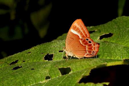 双带的Judy蝴蝶abisrfsctburil野生动物保护区goaind图片
