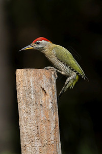 长状喉咙的木鸟长树萨利姆阿鸟类保护区茶叶卡喀拉印地安那图片