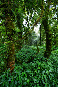 杜伊因拜南公园热带雨林图片
