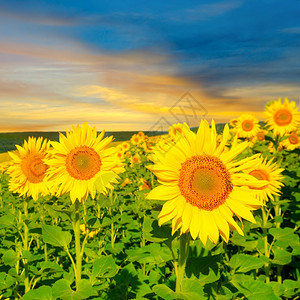 开花的向日葵田在背景的日落上图片
