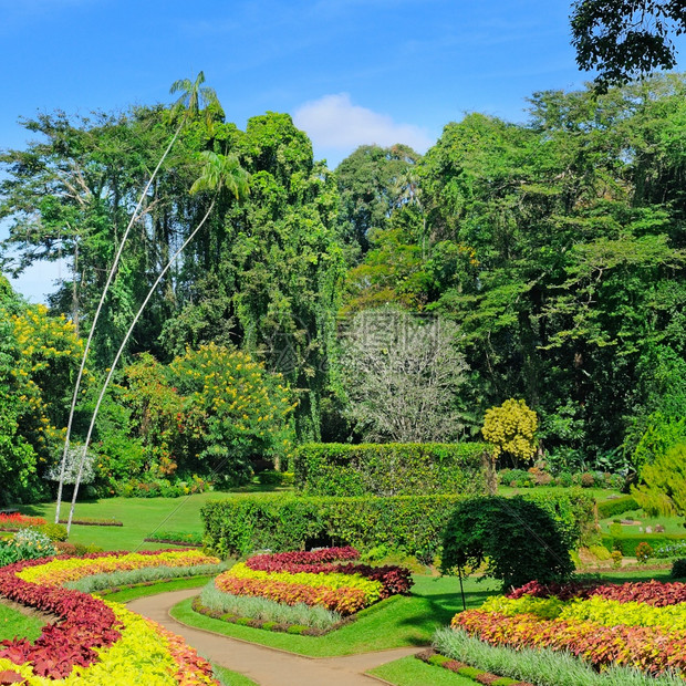 热带花园有很多朵和外来树在城市公园阳光明媚的一天请以srilank方式