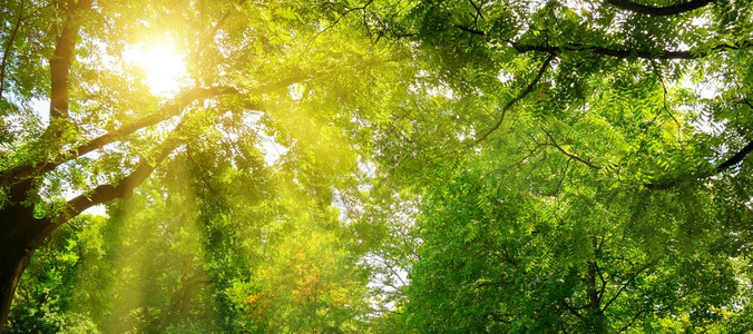 夏令营太阳和树光线通过木的绿冠照亮片宽广图片