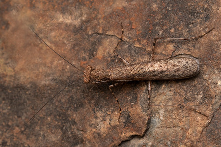印度树皮螳螂的背黄貂熊萨塔拉马哈拉施特拉邦印度图片