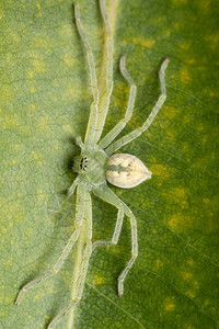 印度马哈拉施特拉邦萨塔拉绿色猎人蜘蛛的背部图片