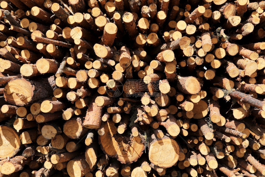 伐木工地附近的一连串被砍伐树木选择焦点图片