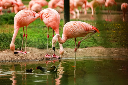 一群粉红火烈鸟和水中的反射有选择地聚焦一群粉红火烈鸟和水中的反射图片