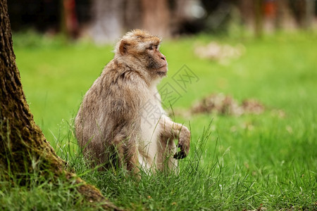 草地上的猴子小图片