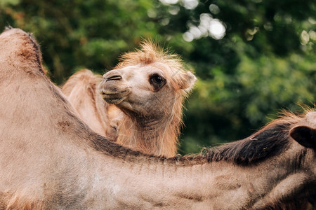 在蒙戈利亚的比沙漠中两头骆驼的闭上大棕色骆驼头的鼻子嘴和眼睛图片