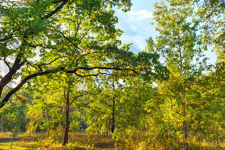 阳光明媚的美丽秋天森林图片