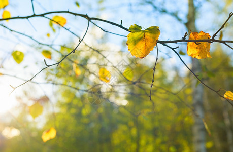 秋树叶阳光下枝上的叶背景图片