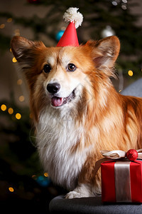圣诞树背景上的美丽大毛狗图片