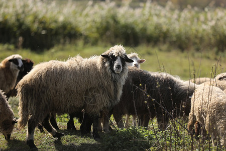 吃草的羊羊群在绿草上有选择地集中背景