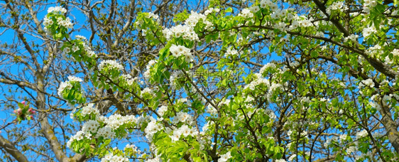 梨树在春天开花宽阔的照片图片