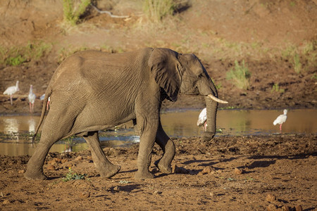 非洲灌木大象黎明时分在河边非洲南部的Kruge公园行走非洲大象的Speciloxdntafricn家族图片