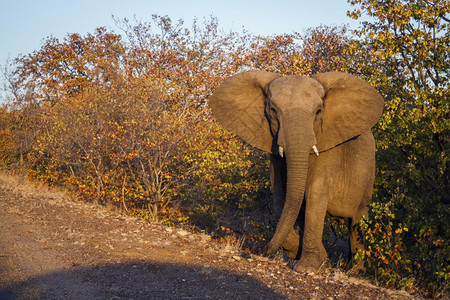 非洲灌木大象从南部的Kruge公园的秋色灌木中爬上非洲大象家族的Speciloxdntafricn家族图片