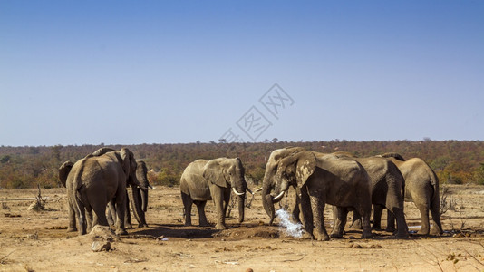 非洲灌木大象小群在干旱期间非洲南部的Kruge公园的水井中饮用非洲大象家族的Speiloxdntafricn家庭图片