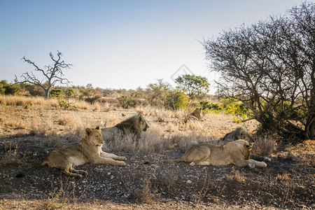 AfricanLego骄傲的非洲狮子位于南部的Kruge公园图片