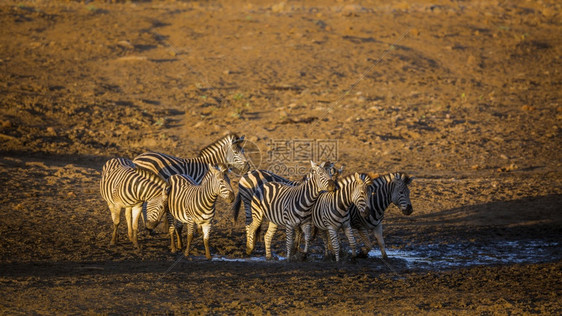 南非洲Kruge公园清晨水井的坑小群平原斑马非洲南部Kruge公园平原斑马非洲南部Kruge公园平原斑马图片