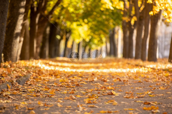 秋天公园背景的树中黄色叶秋天在上有选择的焦点秋天公园背景的树中黄色叶落下秋天树叶在上落下有选择的焦点在树上落下图片