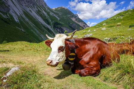 在高山上休息的奶牛图片