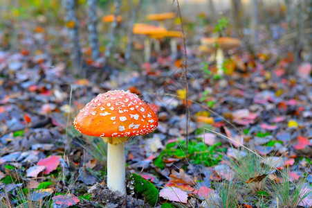 秋天森林里的蘑菇近视图片