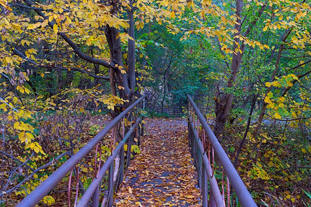 在池塘和秋天的多彩树上架桥kytaiveuraine图片