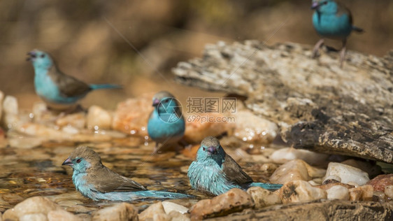 在非洲南部的Kruge公园的水坑中洗澡小型蓝胸索罗门布勒非洲南部的Estrildae的Spciuraginthusagolesi图片