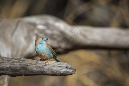 站在非洲南部Kruge公园的原木上蓝胸警戒线非洲南部Kruge公园的Estrildae的Sptiuraginthusagoles图片