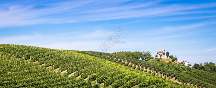 20年在蒙法拉托地区的伊塔利italy山峰夏季的风景乡村与葡萄园田美丽的蓝天背景图片