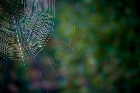 覆盖分散的绿色树叶背景薄蜘蛛网图片