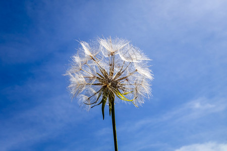 蓝色天空上蒲公英花朵的剪影蓝色天空上的蒲公英的剪影图片