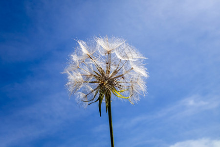 蓝色天空上蒲公英花朵的剪影蓝色天空上的蒲公英的剪影图片