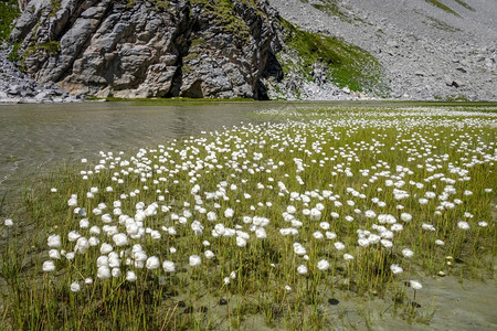 奶牛湖上高山浮冰花朵华丽公园法郎图片