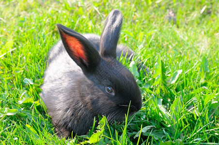 绿地的春兔子东方标志美丽东方亚普利尔背景图片