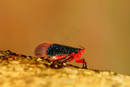 灯笼苍蝇卡里达萨物种阿金贝卡纳塔因迪亚图片