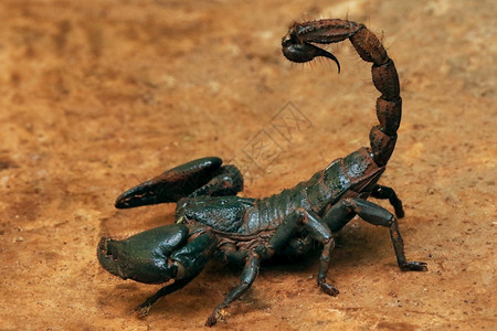 获得森林蝎子异球形生物甘埃什古迪卡纳塔因迪亚图片